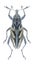 Beetle Coniocleonus nigrosuturalis