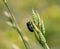 Beetle crawl on green plant