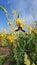 A beetle and Crotalaria juncea