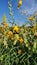 A beetle and Crotalaria juncea