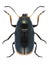 Beetle Cryptocephalus apicalis