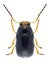 Beetle Cryptocephalus bameuli