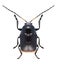 Beetle Cryptocephalus biguttatus