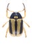 Beetle Cryptocephalus bilineatus