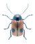 Beetle Cryptocephalus bipunctatus