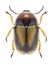 Beetle Cryptocephalus connexus