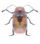 Beetle Cryptocephalus coryli