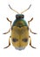 Beetle Cryptocephalus laetus