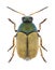 Beetle Cryptocephalus laetus