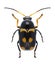 Beetle Cryptocephalus octacosmus