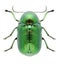 Beetle Cryptocephalus sericeus