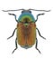 Beetle Cryptocephalus sericeus