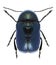 Beetle Cryptocephalus violaceus