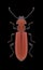 Beetle Cucujus cinnaberinus