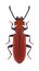 Beetle Cucujus cinnaberinus