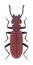 Beetle Cucujus haematodes