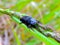 Beetle - daffodil on the grass  Dorcus parallelipipedus