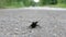 Beetle deer on the asphalt road creeps. Lucanus cervus