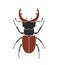Beetle deer. Hercules beetle