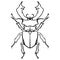 Beetle deer. Horned Beetle. Big Insect Line art