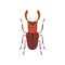 Beetle Deer Insect Species Top View Vector Illustration