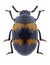 Beetle Diaperis boleti