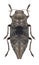 Beetle Dicerca aenea