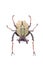 Beetle (Dicranocephalus wallichii) isolated on white background