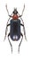 Beetle Dinoptera collaris