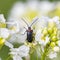 Beetle Dinoptera collaris. Dinoptera collaris is the species of the Lepturinae subfamily in long-horned beetle family