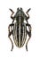 Beetle Dorcadion arietinum zhalanash