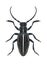 Beetle Dorcadion holosericeum