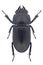 Beetle Dorcus parallelipipedus