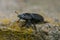 Beetle Dorcus parallelipipedus close-up. Macro