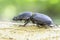 Beetle Dorcus parallelipipedus / lesser stag beetle