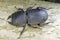 Beetle Dorcus parallelipipedus / lesser stag beetle