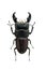 Beetle Dorcus titanus isolated