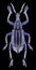 Beetle Eupholus bennetti