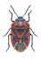 Beetle Eurydema ornata