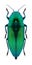 Beetle Eurythyrea quercus