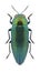 Beetle Eurythyrea quercus