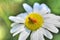 Beetle Feeding on Pollen of Daisy Flower