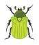 Beetle flat insect bug in cartoon style vector