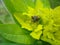Beetle on a flower