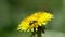 The beetle Flower barbel Brachyta interrogationis on a dandelion flower