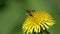 The beetle Flower barbel Brachyta interrogationis takes off from the flower of a dandelion, slow motion
