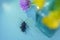 beetle flower blue background blur