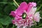 Beetle on a flower. Flowering pink peonies. Garden flowers. Summer flowering. In the garden