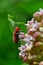 Beetle on flowering plant