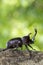 Beetle in Fraxinus suck sap